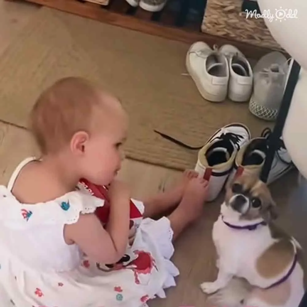 Toddler comforts dog
