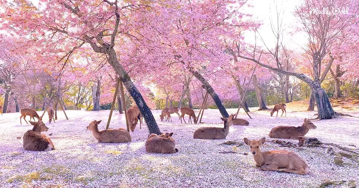 A Herd of Gentle Deer Relaxes Under Pink Cherry Blossom Trees