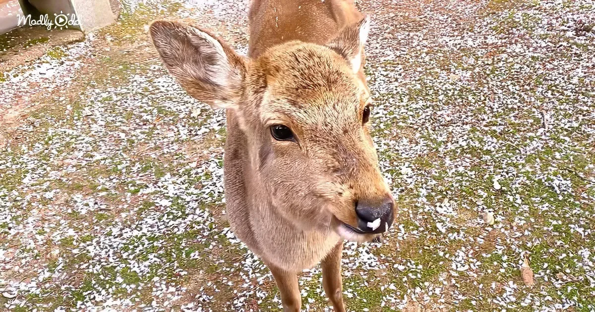 A close-up of a deer with a snowy ground and green patches in the background.