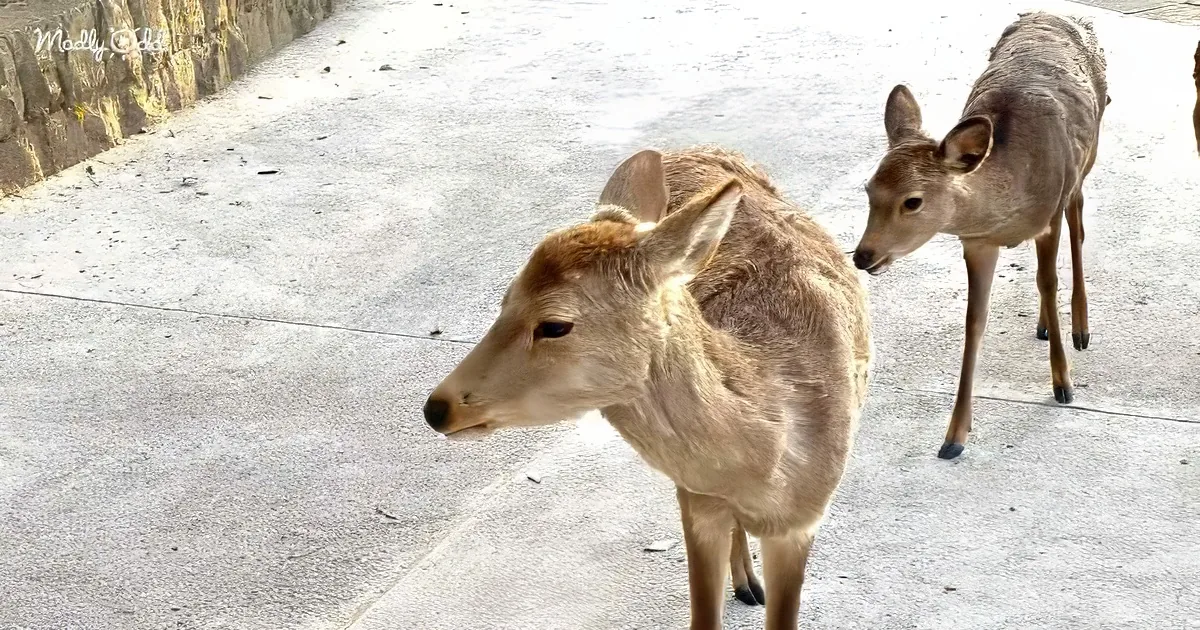 A deer stands on a paved path, looking to the left, with another deer in the background.