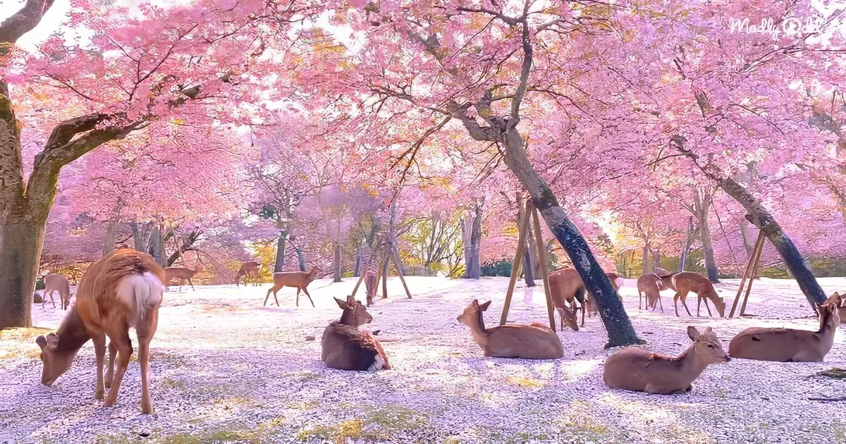 A herd of gentle deer
