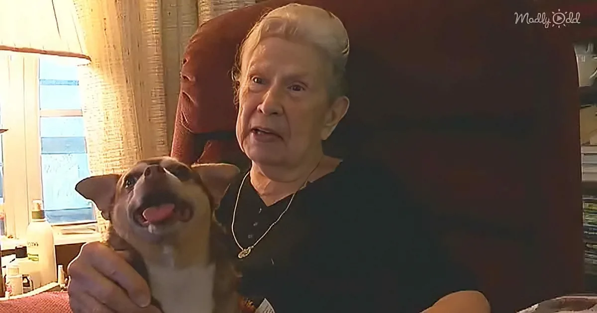 Rescued Chihuahua Barks Furiously for 5 Hours to Save 92-Year-Old Owner