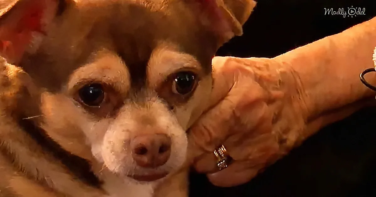A small dog with a white and brown coat is being held by a gloved hand.