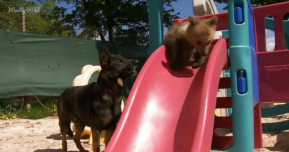 Rescued Baby Bear Teaches Lonely German Shepherd How to Have Fun