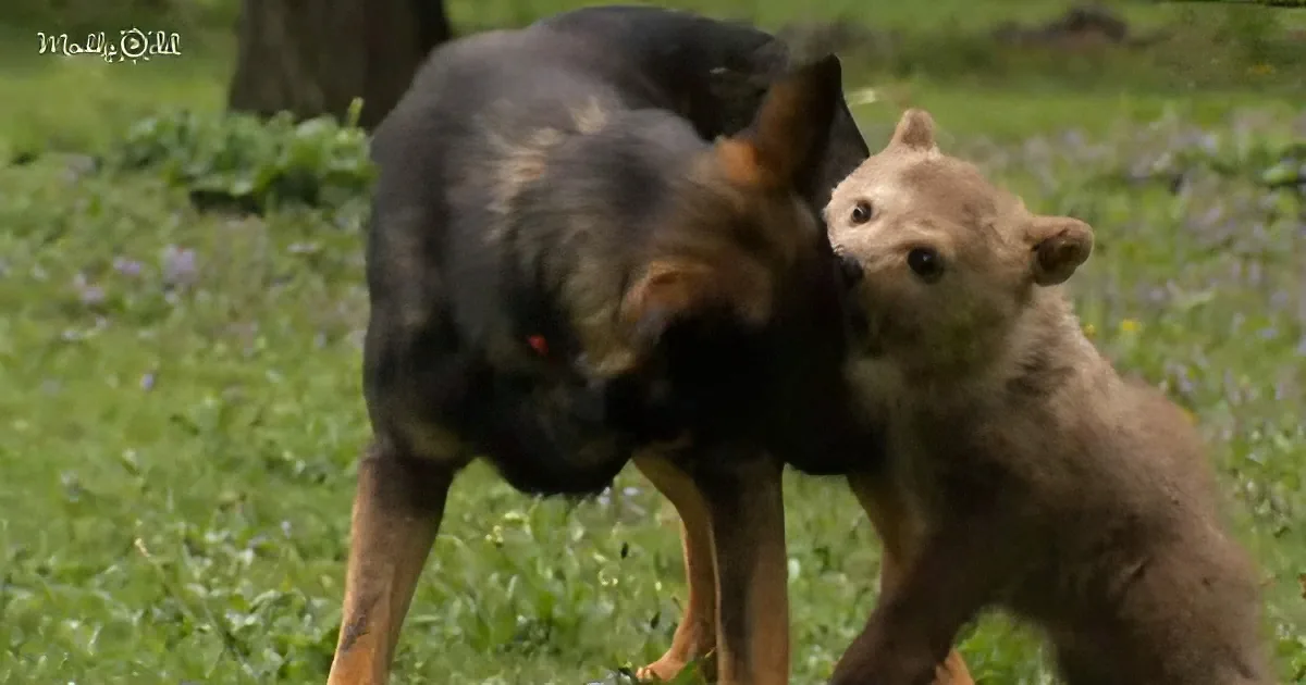 Rescued baby bear and German Shepherd