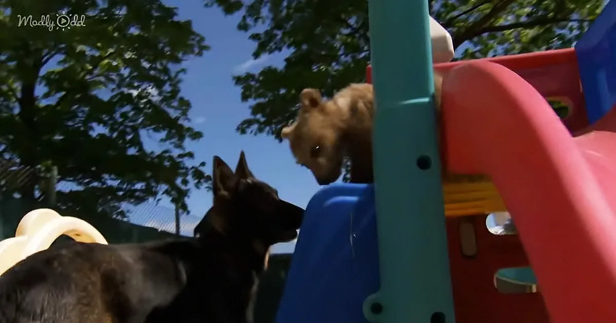 Rescued baby bear and German Shepherd