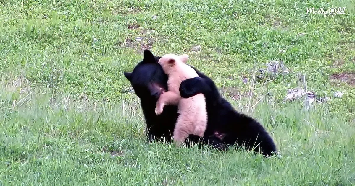 White Bear Cub Spotted Playing With Black Mama Bear