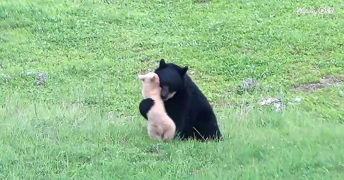 White bear cub and black mama bear