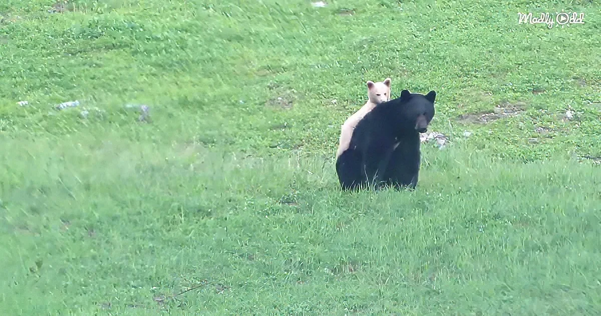 White bear cub and black mama bear
