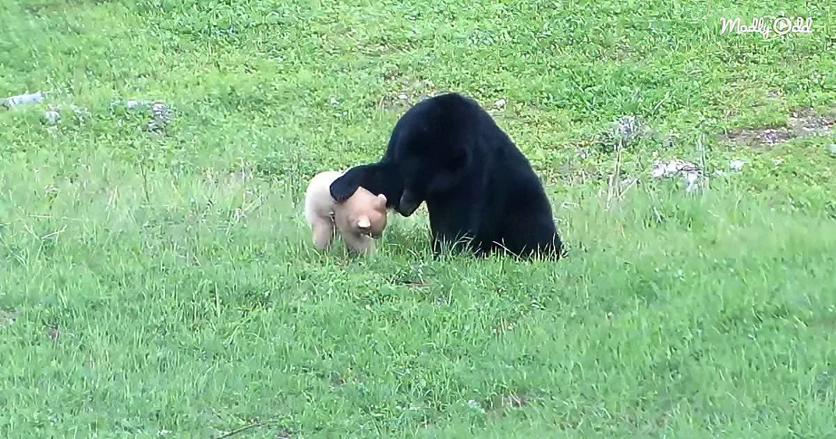 White bear cub and black mama bear