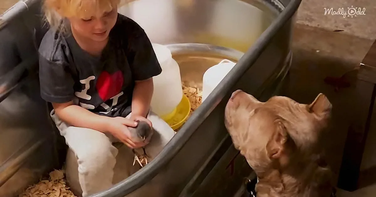 A child holds a small bird while a cat watches from a nearby container.
