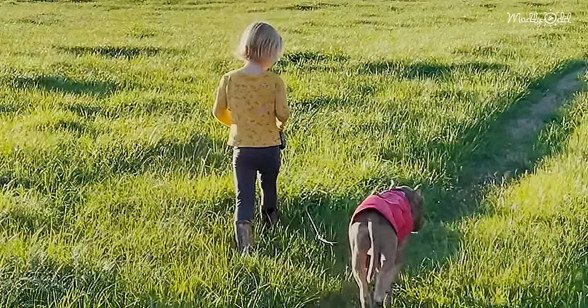 A child in a yellow shirt and gray pants stands in a grassy field, watching a dog in a red vest sniff the ground.