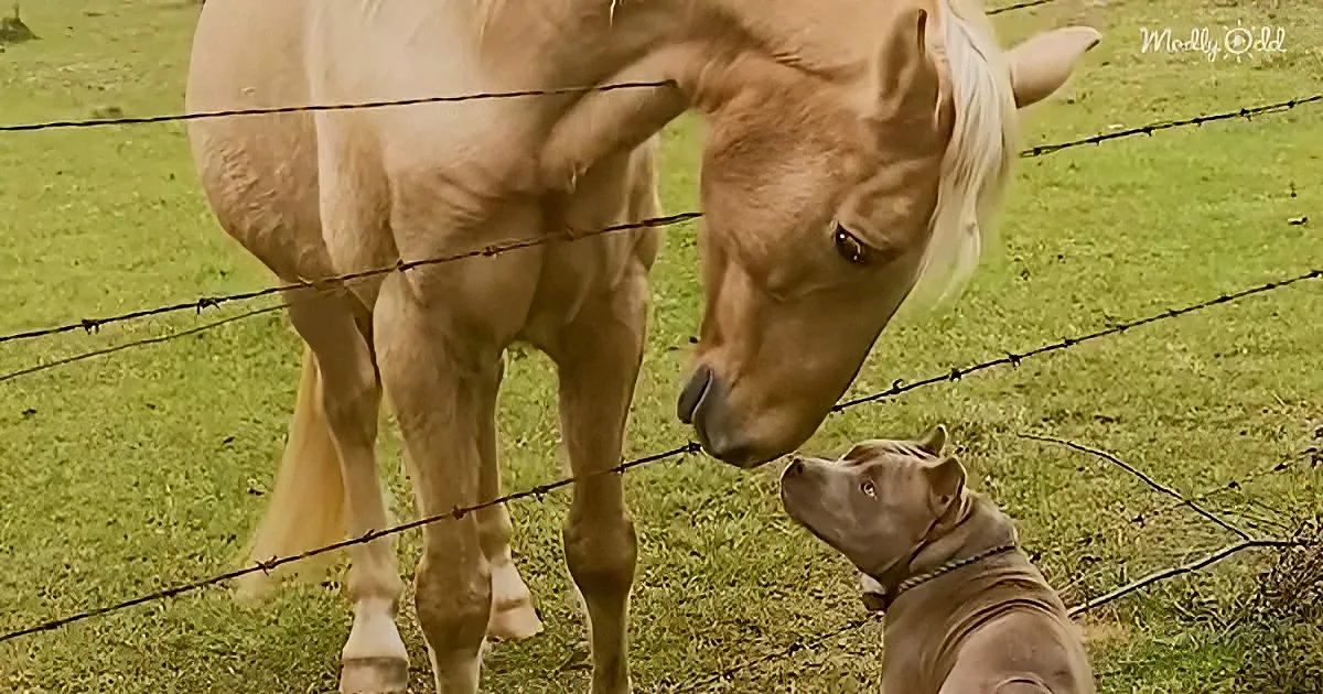 A horse and a pit bull are interacting through a barbed wire fence in a grassy field.