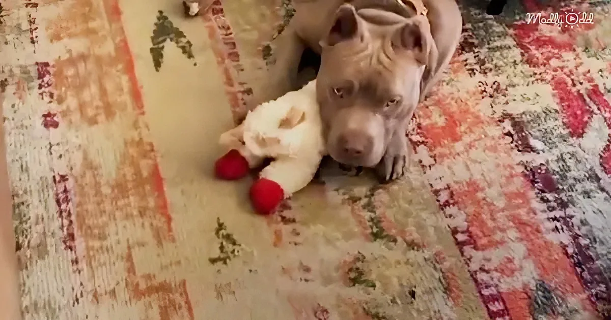 A pit bull rests on a patterned blanket, holding a white stuffed toy with red feet.