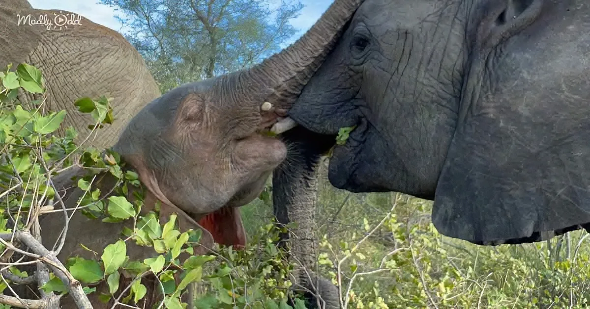 Gleeful Baby Elephant Makes a Playdate With Her Favorite Playmate