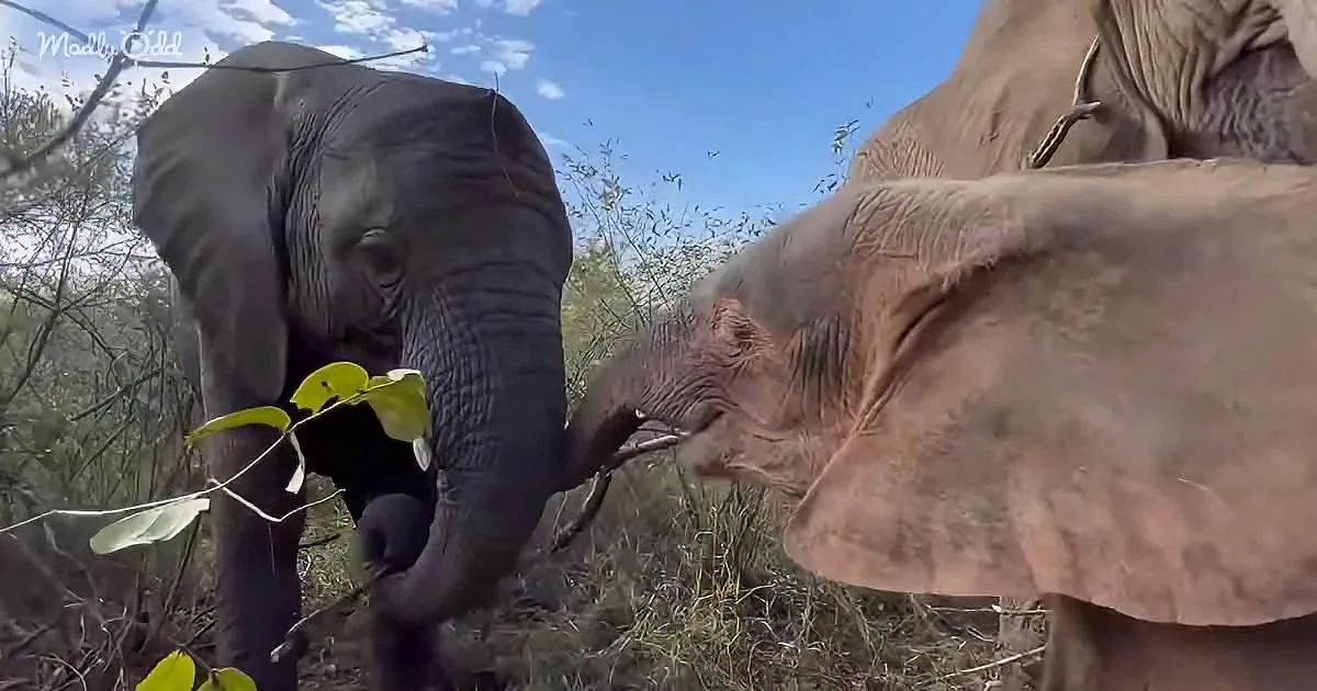 Two elephants interact, one holding leaves, another reaching out with its trunk.