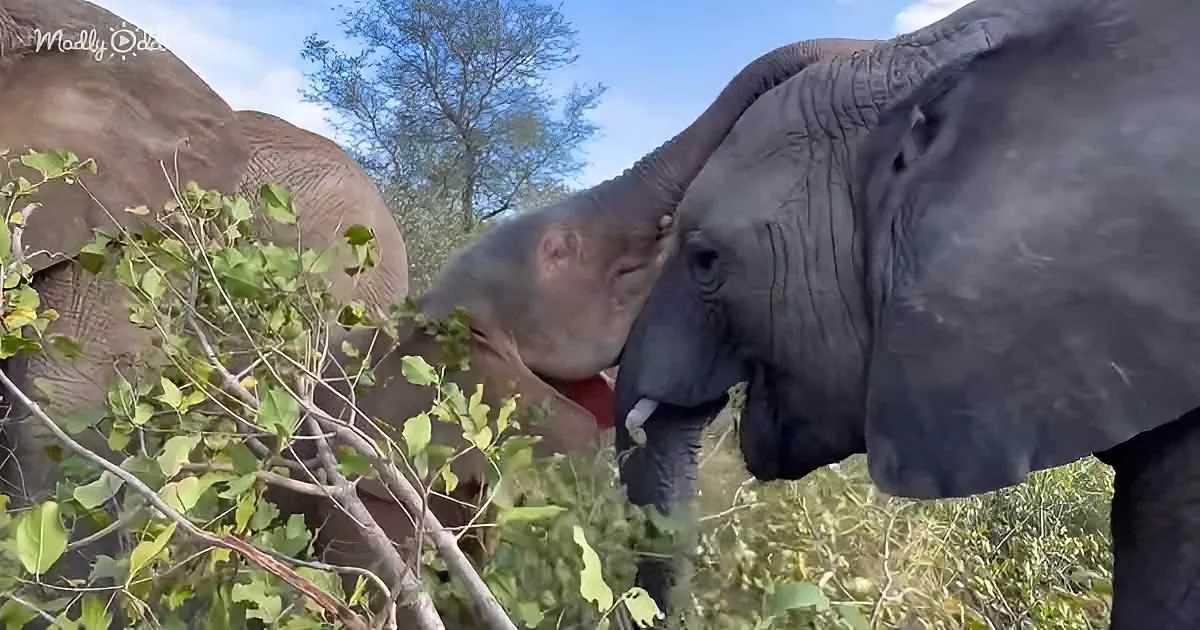 Two elephants are interacting closely, one with its trunk extended towards the other, surrounded by greenery.