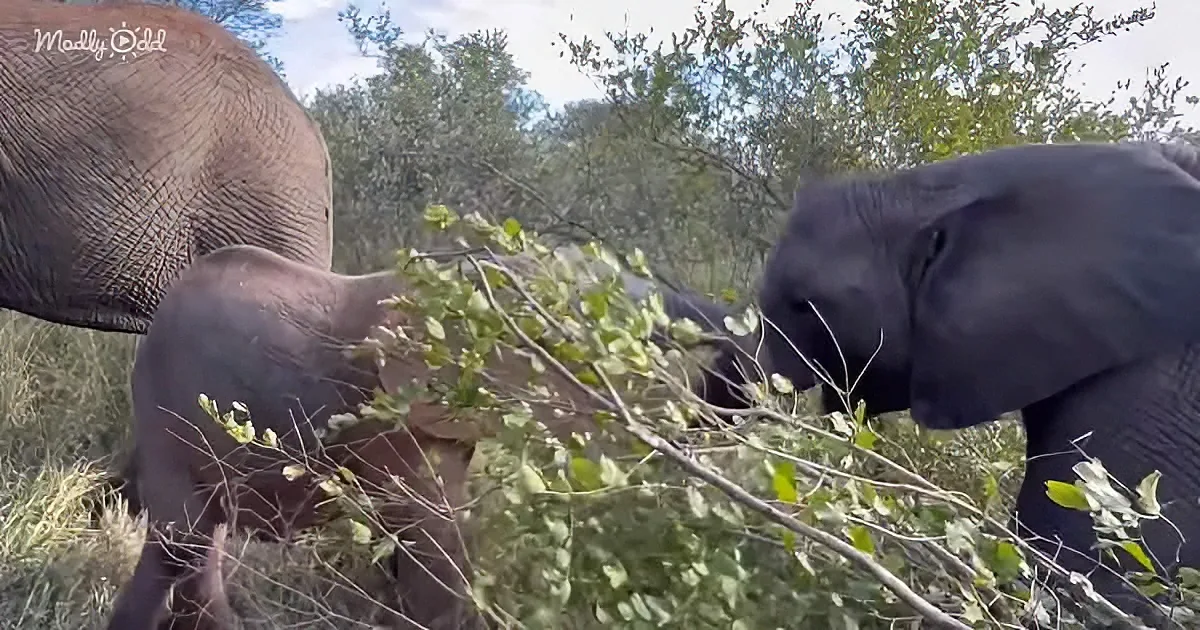 Two elephants share a tree branch, one eating while the other holds it steady.