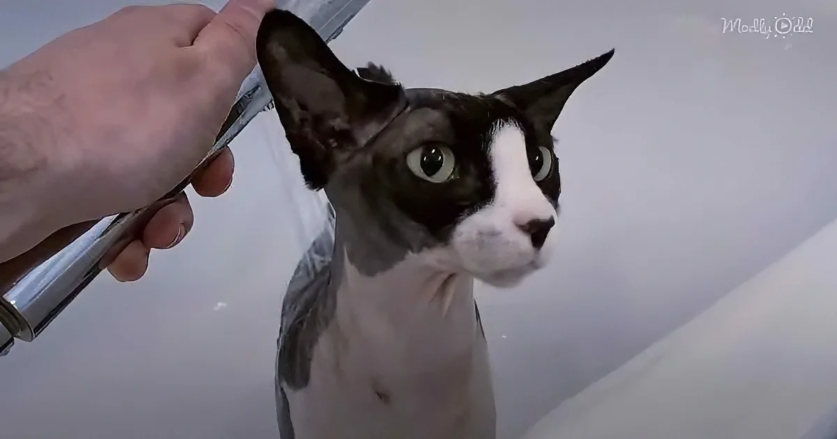 A black and white cat with large ears is being groomed by a person holding a grooming tool.