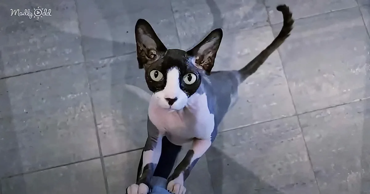 A black and white cat with large ears and striking eyes stands on a tiled floor, looking up.
