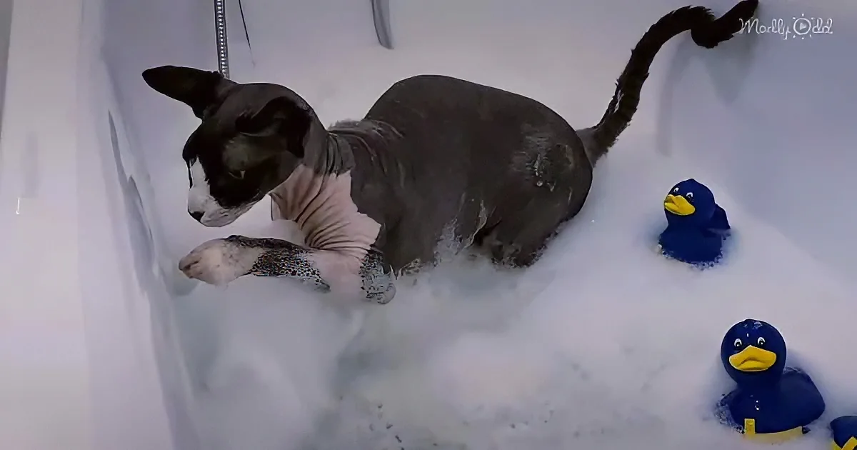A cat with a bald head and white paws sits in a bathtub filled with water and rubber ducks.