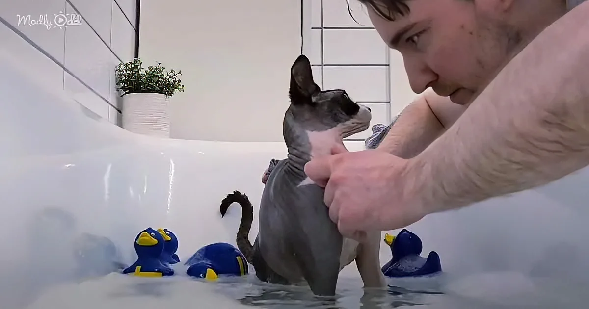 Day at the Spa for Beautiful Sphinx Cat Ends With a Relaxing Bubble Bath