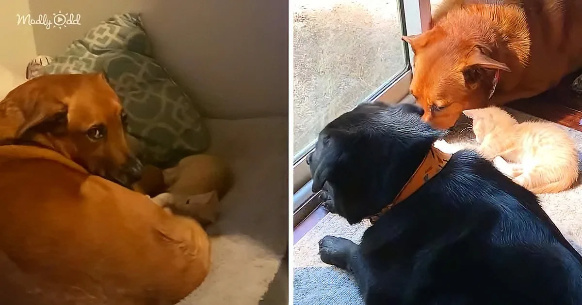 Want-to-Be Mama Dog Babysits Foster Kittens Like Her Little Babies