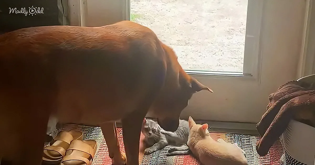 A brown dog stands near a window, looking down at two cats lying on a patterned rug.