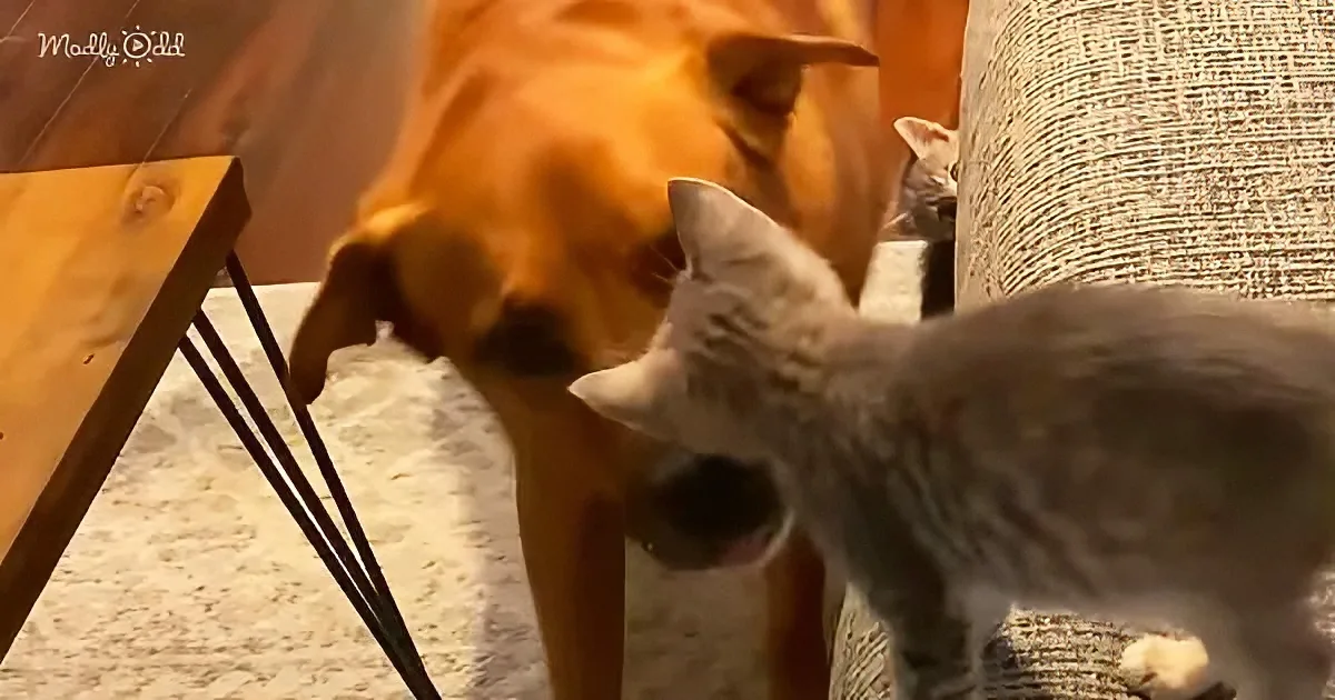 A curious gray kitten sniffs a brown dog's nose on a carpeted floor.