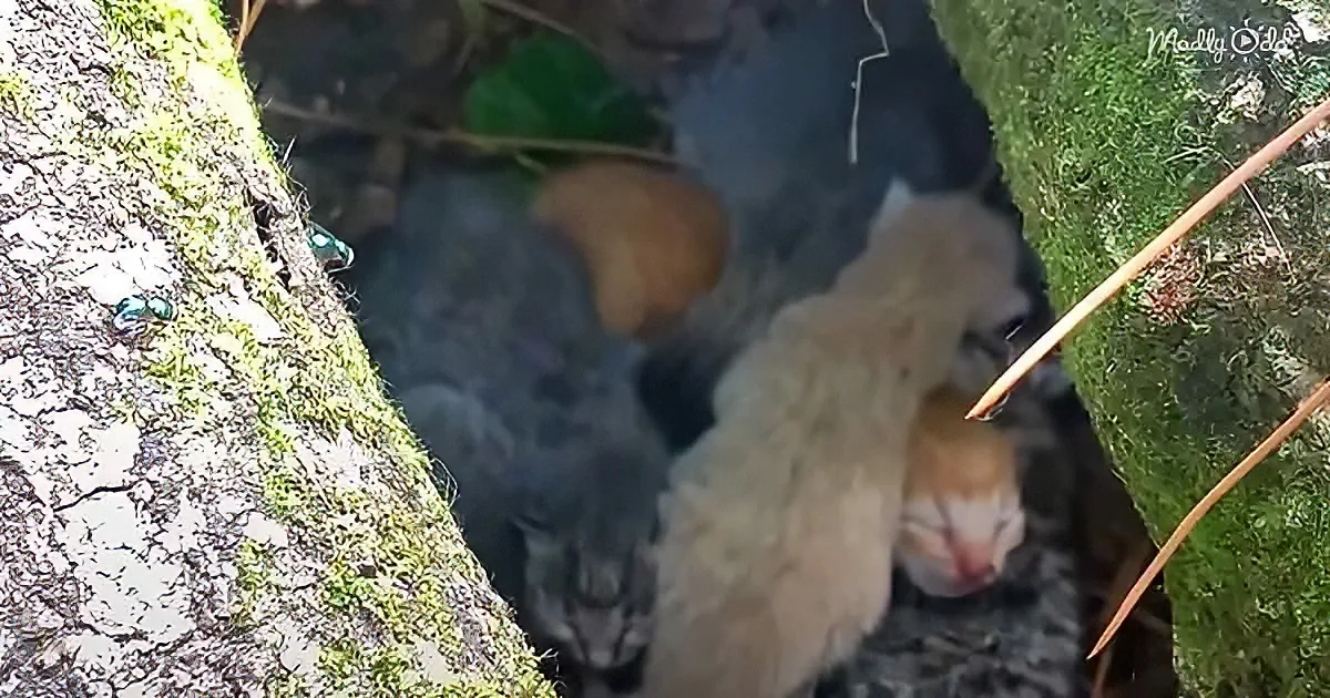 Four kittens nestled together in a mossy crevice, appearing to sleep peacefully.