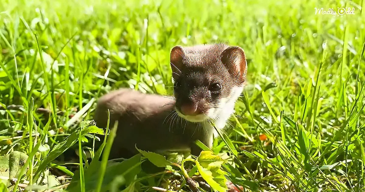 Lovable Weasel Sees Grass for the First Time and Squeaks Like You Won't Believe