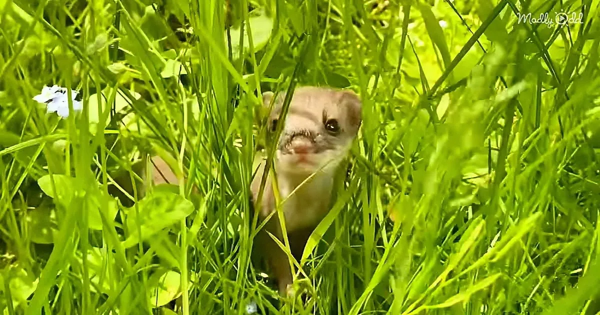 A ferret hides in tall green grass, surrounded by leaves and a small blue flower.