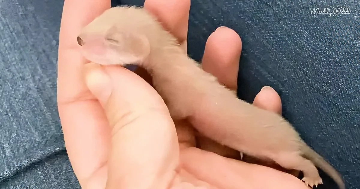A tiny, light-colored ferret is nestled in a person's hands, appearing very small and soft.