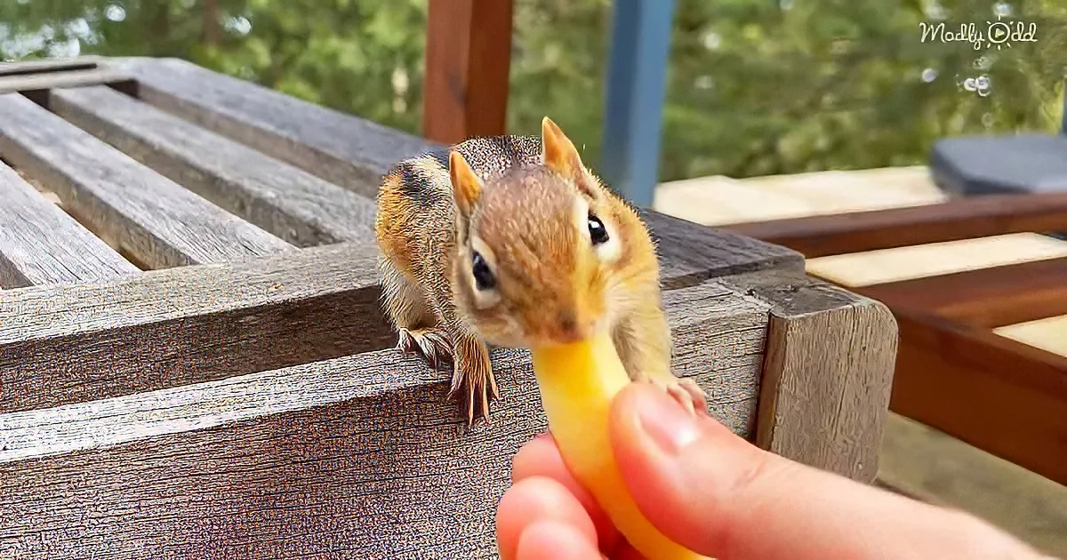Woman Befriends Curious Wild Chipmunk With an Unusual Appetite for Apples