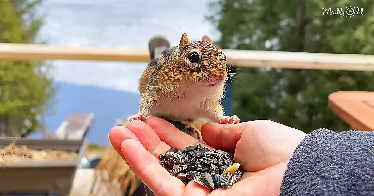 A chipmunk perches on a hand holding sunflower seeds, with a scenic background of trees and a wooden railing.