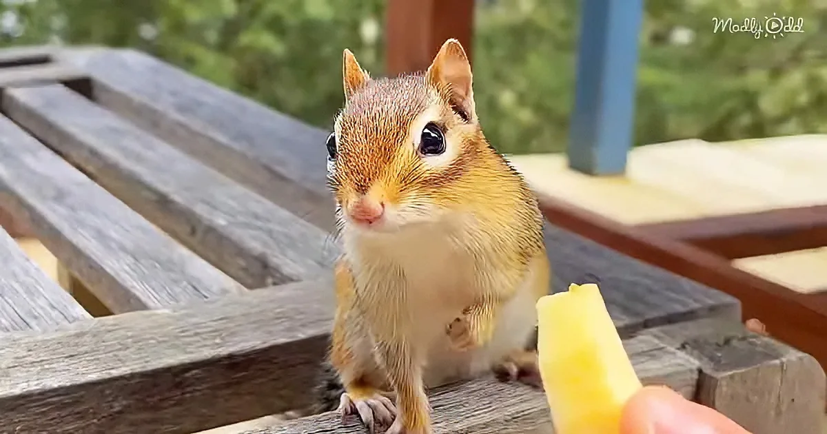A chipmunk sits on a wooden bench, looking at a hand offering a banana slice.