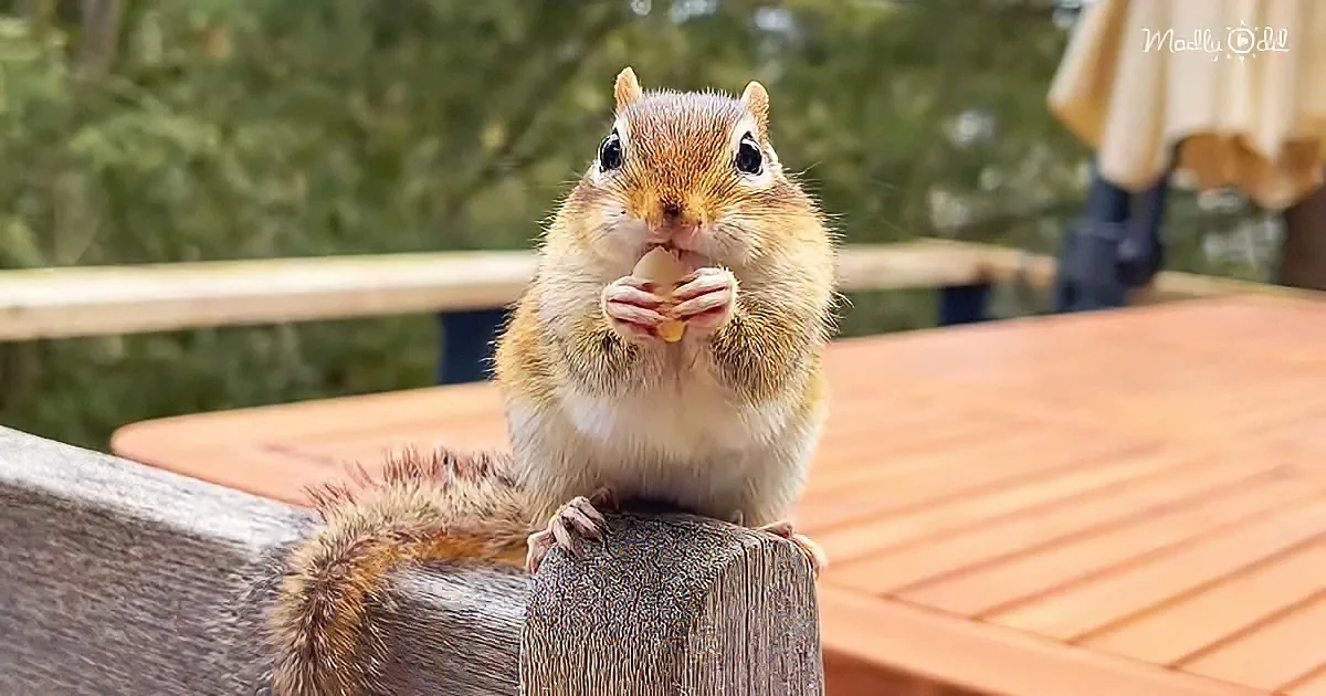 A chipmunk sits on a wooden railing, holding and eating a nut.
