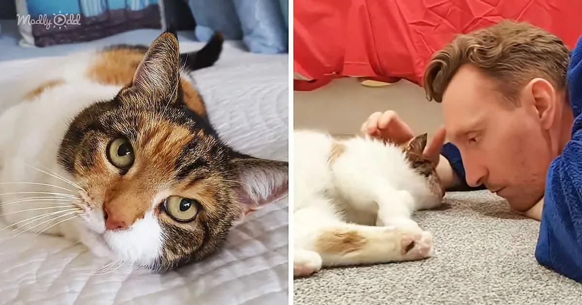 A calico cat lounges on a bed, gazing directly, while a man lies on the floor petting it.
