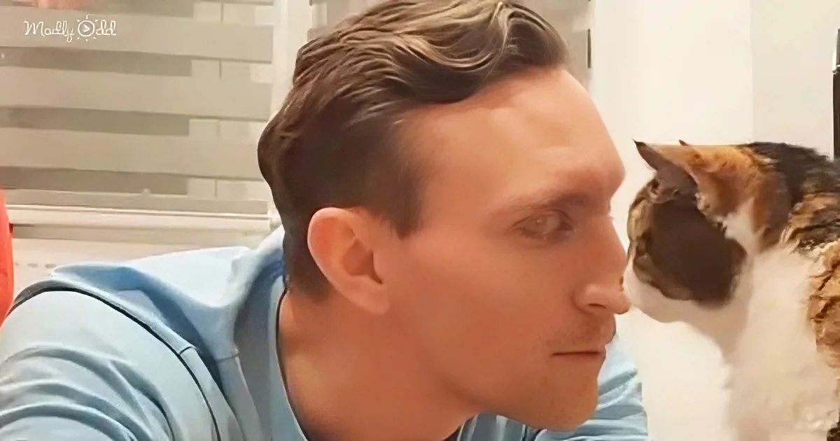 A man in a blue shirt is looking at a calico cat with a white, orange, and black coat.