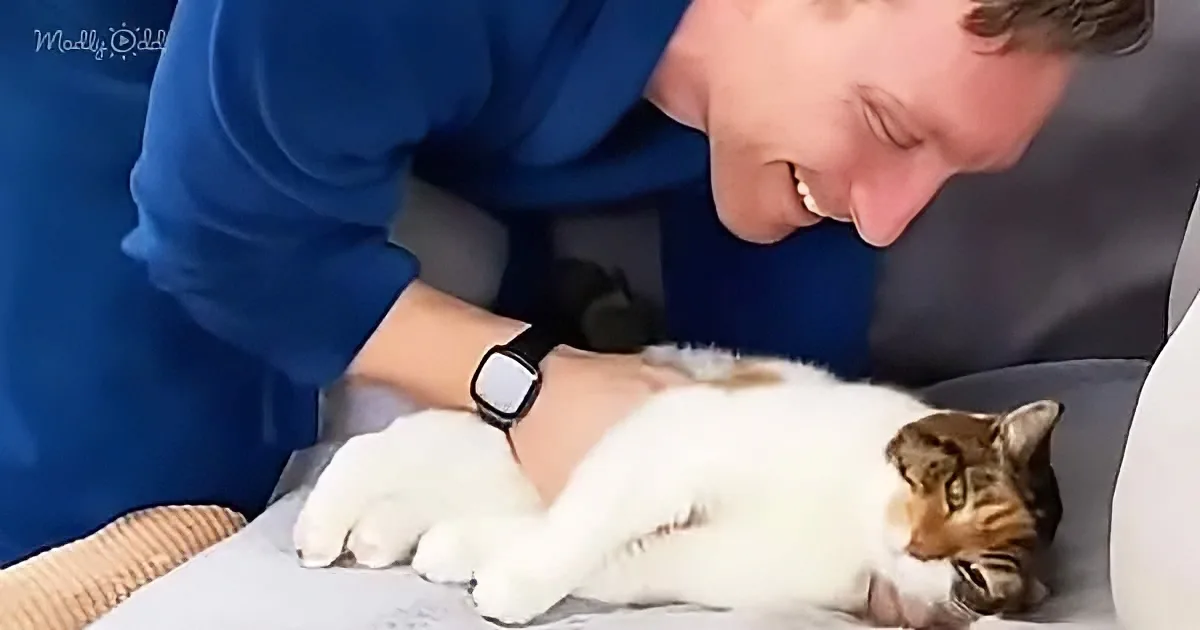 A man in a blue shirt smiles as he pets a white and brown cat lying on a surface.