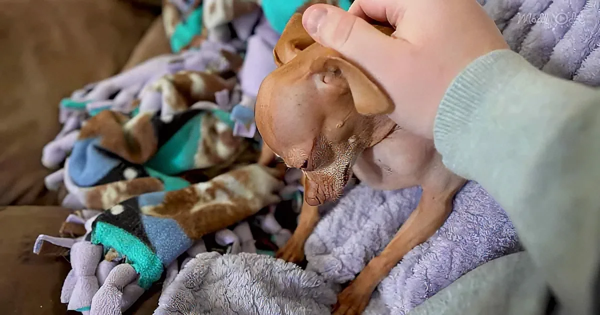 A person gently holds a small, bald dog's head while it rests on a colorful blanket.