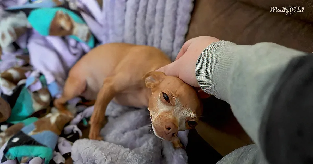 Chihuahua With Ptsd Flashbacks Finds Comfort in Daddy's Arms