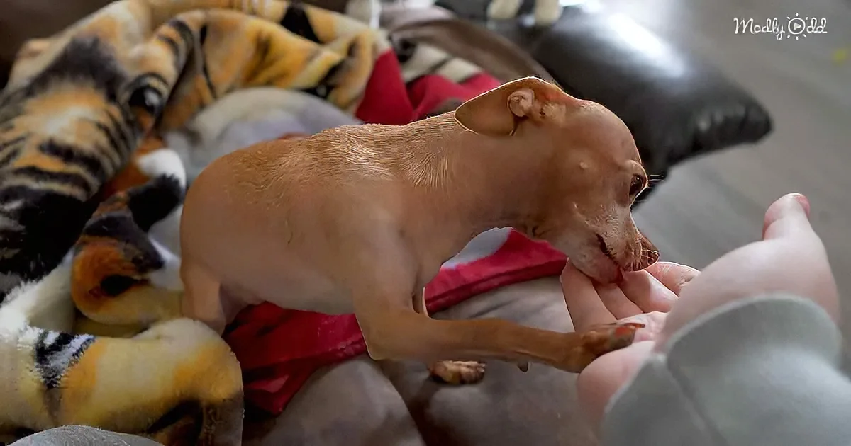 A small, light brown dog with large ears sits on a couch, interacting with a person's hand.