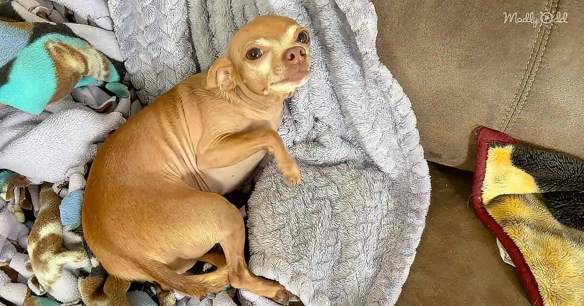 A small, light brown dog with a wrinkled face rests on a fluffy gray blanket amidst various toys and a brown couch.