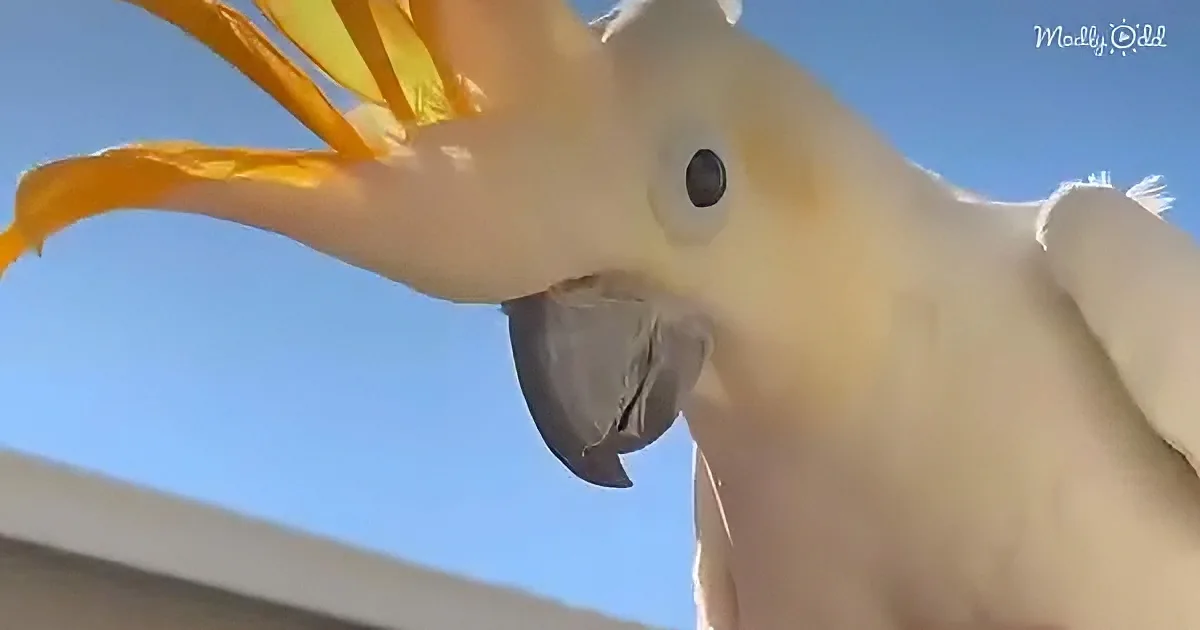 A close-up of a white cockatoo with a large yellow tail and a curious expression against a clear blue sky.