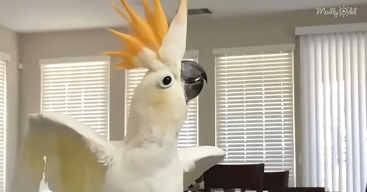 Goofy Little Cockatoo Becomes New Mom's Shadow