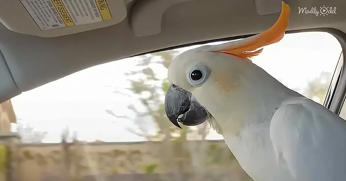 A white cockatoo with a black beak and orange crest is perched inside a car, looking out the window.