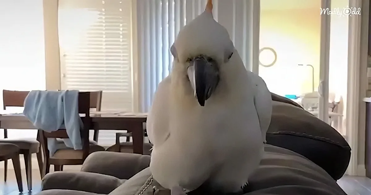 A white cockatoo perched on a couch in a well-lit living room with a dining area in the background.