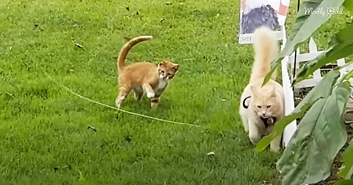 An orange cat runs on grass while a white cat with a black collar holds a kitten in its mouth.