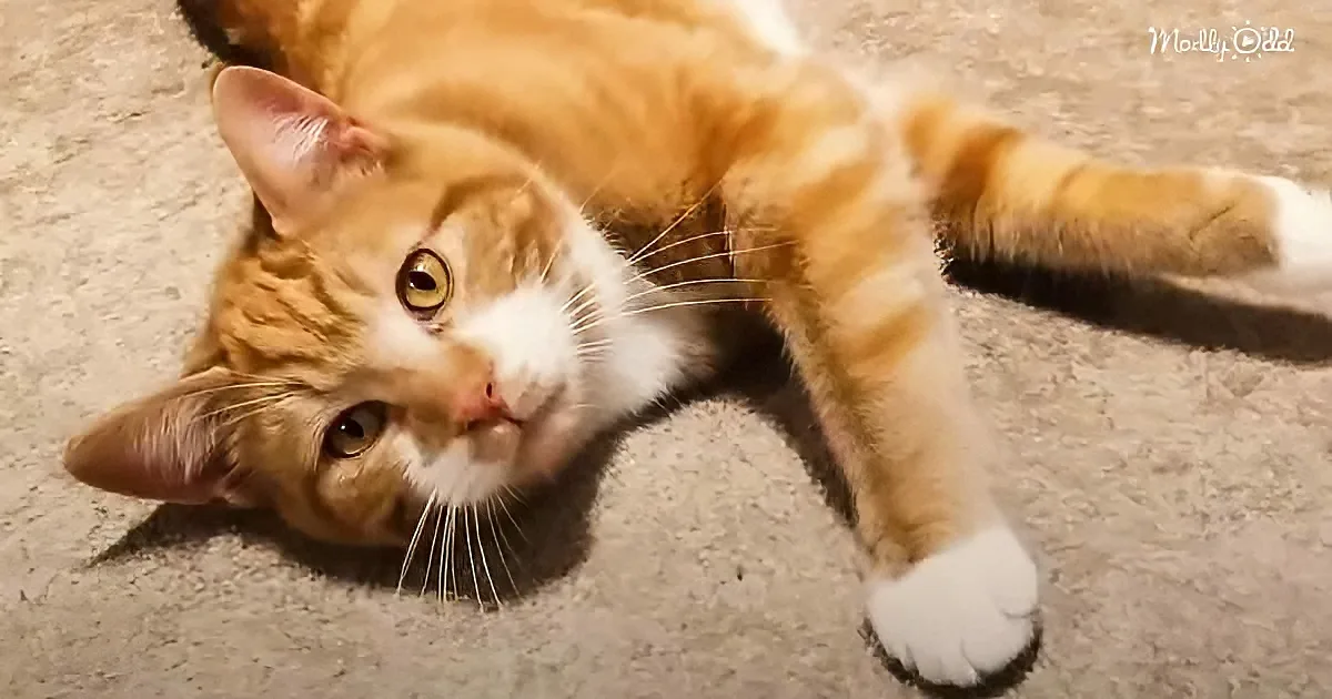 An orange and white cat lies on a carpet, looking up with a curious expression.